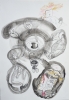 Lezionidivolo, cm. 38x46, collage china e acquerello, 2009