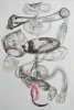 Lamediumargentina, cm. 38x56, collage china e acquerello, 2009